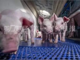 非洲猪瘟重创后：养猪业迎复养潮，将给幸存者带来红利